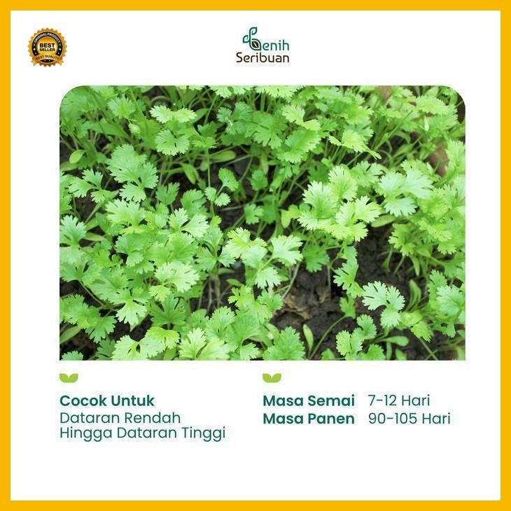 (Termurah) 25 Benih Ketumbar Coriander Favor Bibit Sayuran Known You Seed Import Bestseller