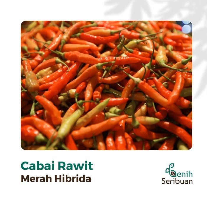 (Promo) 10 Bibit Cabe Rawit Hibrida F1 Lentera Benih Cabai Rawit Merah Setan Bestseller
