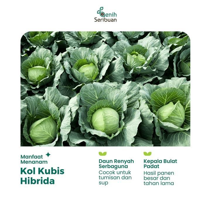 

(Termurah) Benih Kol Kubis Hijau F1 - Benih Sayuran Seribuan Bestseller