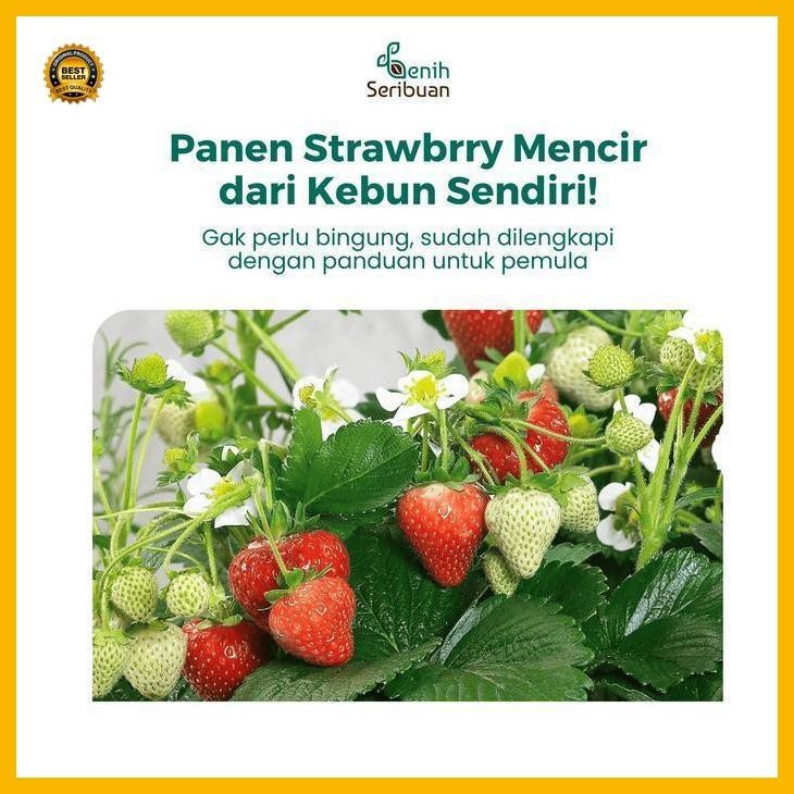 (Ready) 10 Benih Strawberry Mencir Dataran Rendah Benih Buah Stroberi Manis Bestseller