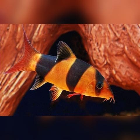 RA Botia Badut / Botia Borneo - Ikan Hias Pembersih Aquascape