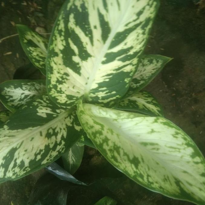 tanaman hias blanceng sri rejeki+pot putih +cocopit