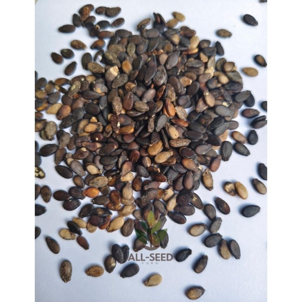 ( 500 Biji ) Benih Semangka Inul Merah, Bibit Biji Semangka Inul Merah