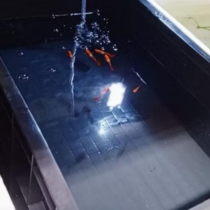 Box kontainer kura kura kotak kandang kura kura darat air box ikan sulcata brazil reptil reptile con