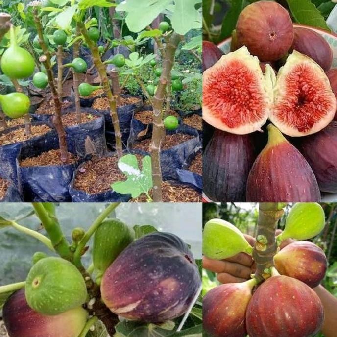 BISA BERBUAH DI POT BIBIT BUAH TIN BERBUAH COD