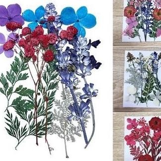 Pressed Dried Flower Bunga Kering Press 05