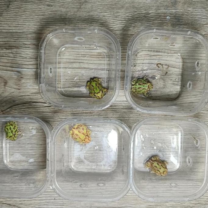 (Best) Pacman Frog atau Kodok Pacman