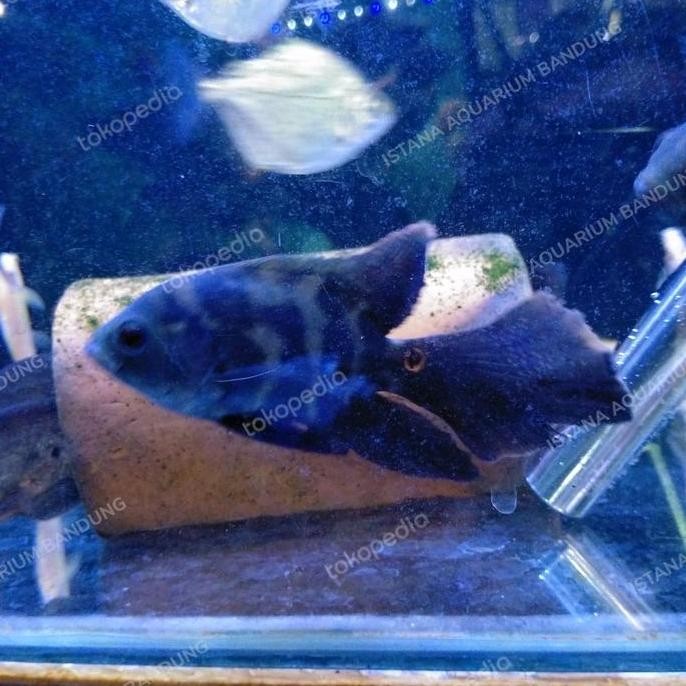 TERBARU - oscar slayer