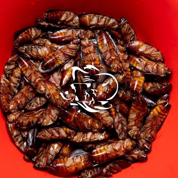 Kecoa Beku Pakan Ikan Arwana AME