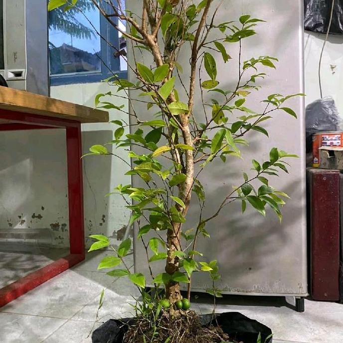 Bibit Anggur Brazil Berbunga dan Berbuah