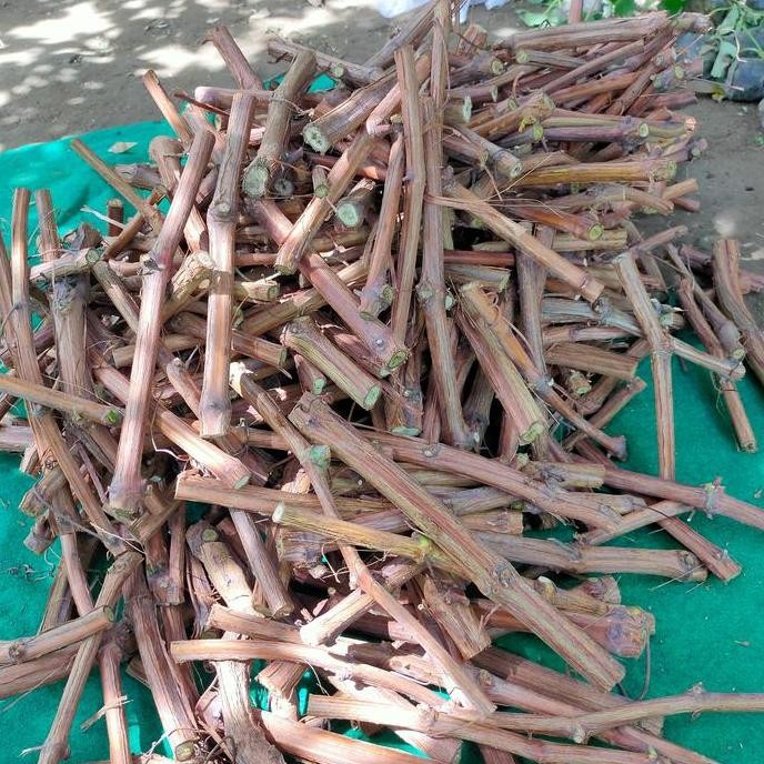 Cutting atau batang bawah anggur rootstock