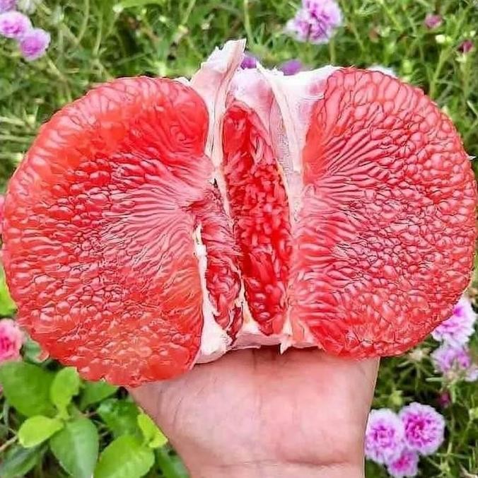 bibit pohon jeruk merah bali bagus kualitas unggul siap tanam Super Cepat Berbuah & Berkualitas Hasi