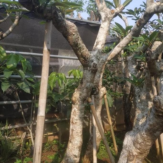 Pohon Kamboja Fosil Bunga Putih