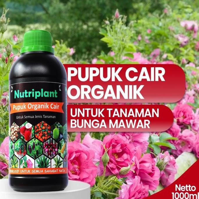 Pupuk Mawar | Pupuk Organik Cair Bunga Mawar | Pupuk Bunga