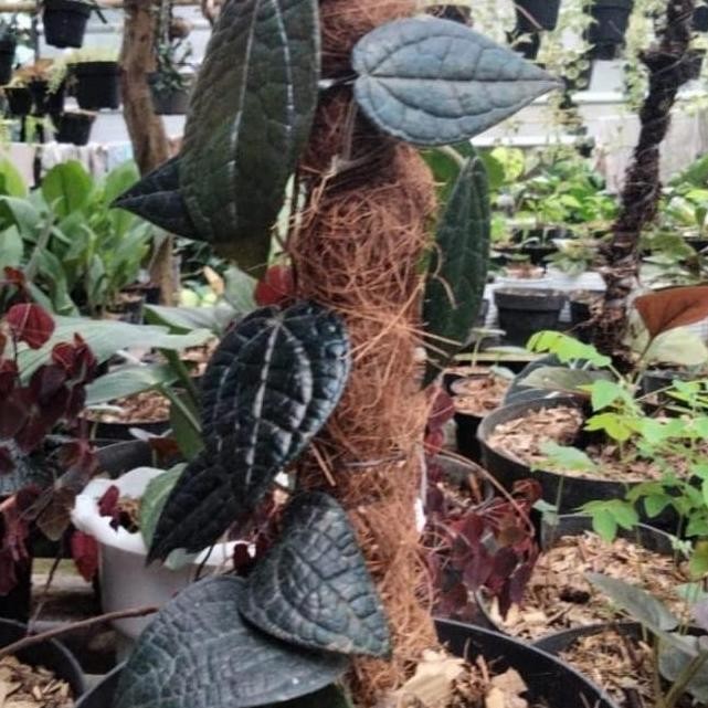 Bibit tanaman sirih hitam asli original/Sirih hitam langka herbal