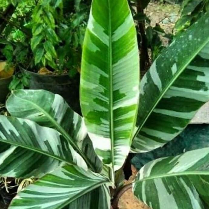 tanaman koleksi pisang variegata Florida bibit bonggol p setyye 2257jh
