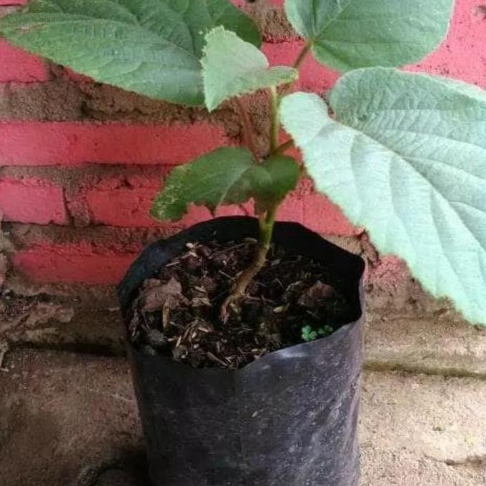 bibit tanaman buah kiwi merah RED KIWI kiwi paling bagus PESAN BIBIT