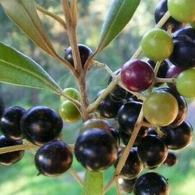 bibit tanaman buah zaitun/pohon zaitun