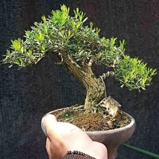 Bibit Bonsai Boxus | Bibit Tanaman Boksus Bahan Bonsai