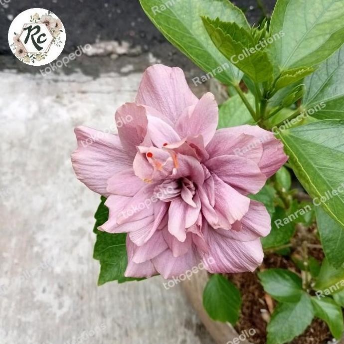 Bibit Tanaman Hias Kembang Tumpuk Sepatu Bangkok Ungu Hibiscus