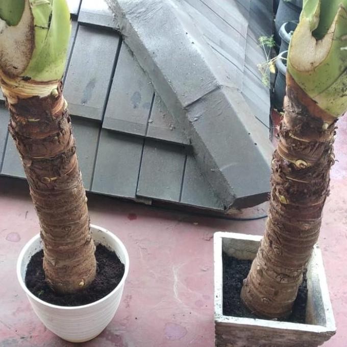 Tanaman Hias SENTE BIG JUMBO RAKSASA Bibit Keladi Talas HOTEL MALL