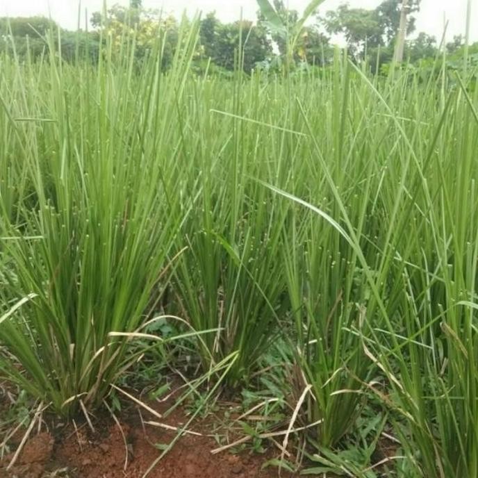 Bibit rumput vetiver - Rumput vetiver 500 batang - Tanaman akar wangi