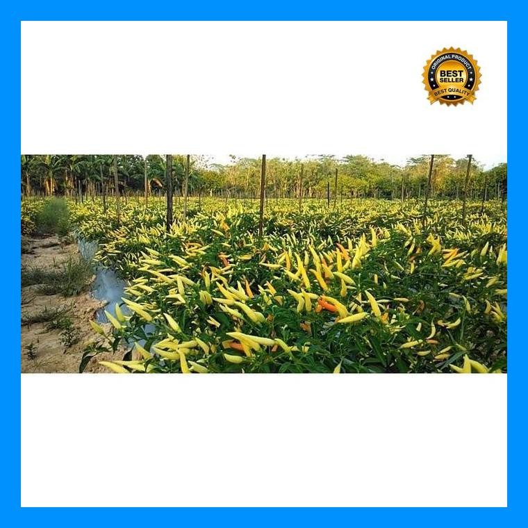 [Cod] - 25 Biji - Benih Cabai Rawit Dewata 43 F1 - Bibit Tanaman Sayur Sayuran Cabe Cabai Viral Siga