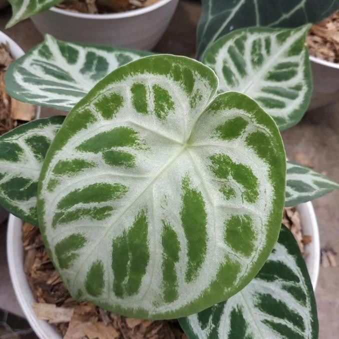 Promo Tanaman hias kuping gajah mangkok silver COD