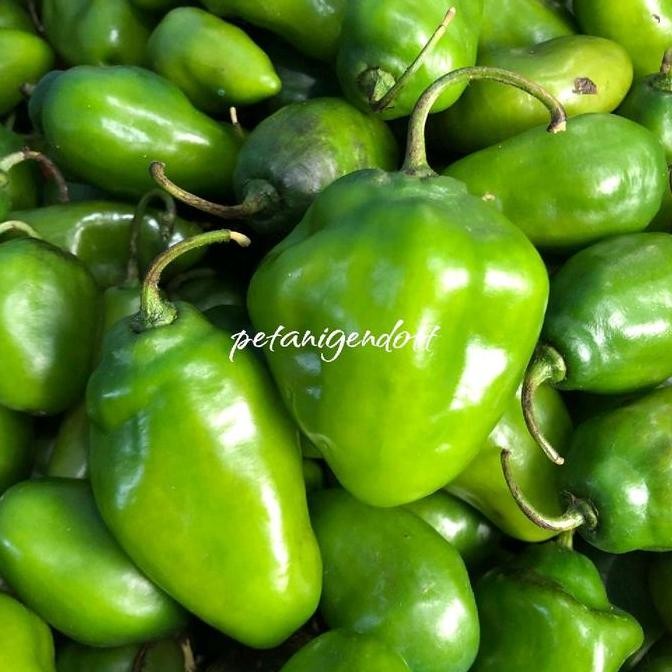 New CABE GENDOT FRESH | CABE GENDOT SUPER BESAR BANDUNG
