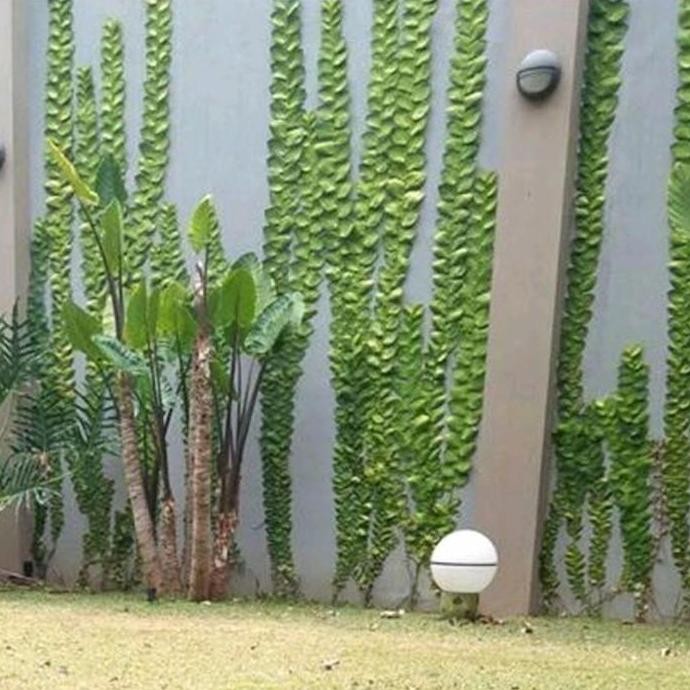 Bibit Tanaman Hias Dollar Daun Besar,Jumbo/Dolar Rambat Dinding Tembok