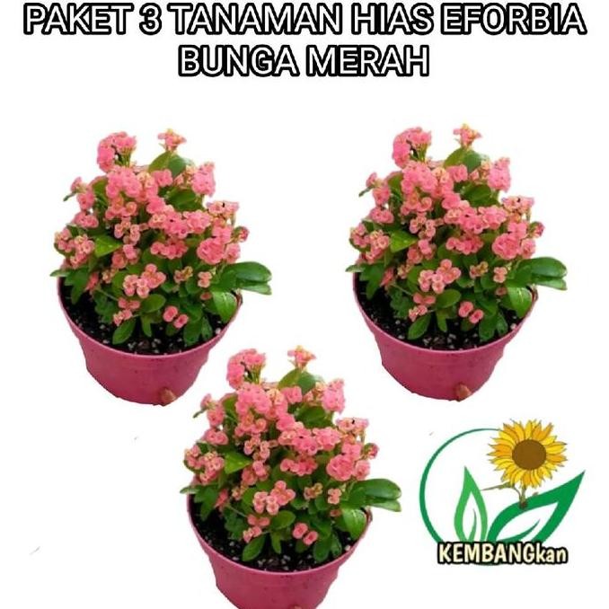 Paket Murah Tanaman Hias Hidup Eforbia Bunga Merah - Euforbia Bunga - Tanaman Hias Eforbia - Ekorbia