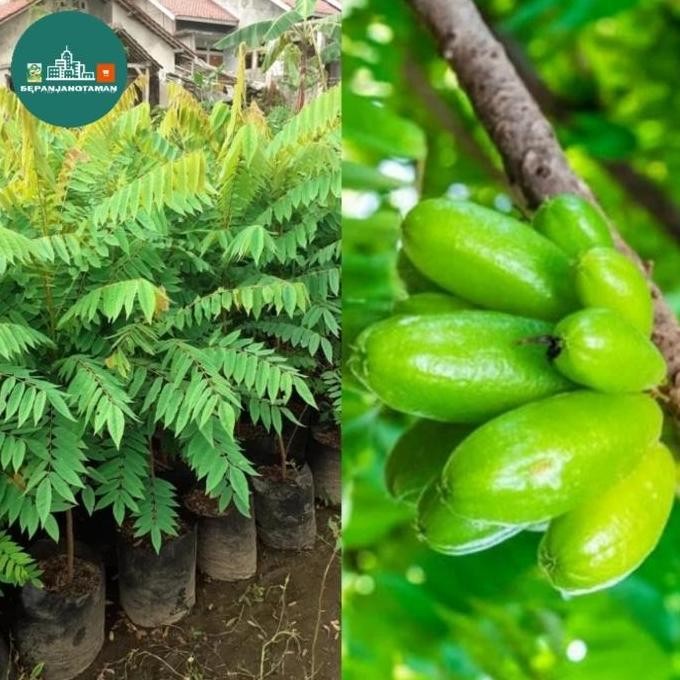 Pohon Belimbing Wuluh / Pohon Belimbing Wuluh
