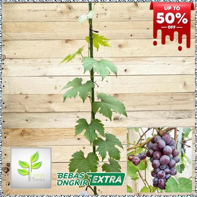 paket 6 bibit anggur - bibit anggur unggul - bibit buah anggur