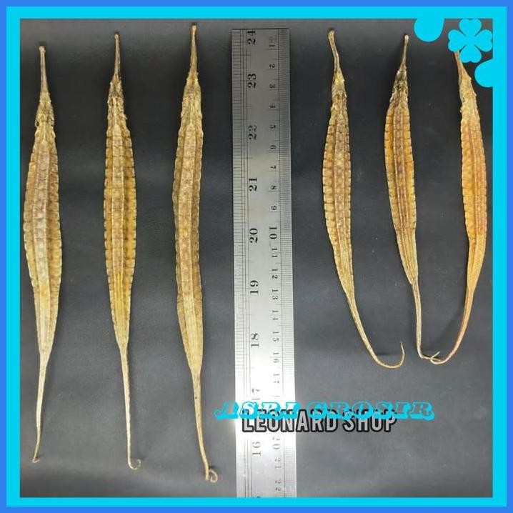 NAGA LAUT BESAR KERING SUPER HAI LONG OBAT HERBAL KUAT PRIA KUDA LAUT GRATIS ONGKIR