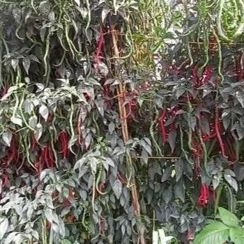 Benih Cabe Merah Keriting Tinggi 2 meter LOKAL LEGUM 10 Gram - CMK LOKAL LEGUM - Bibit Cabe LOKAL LE