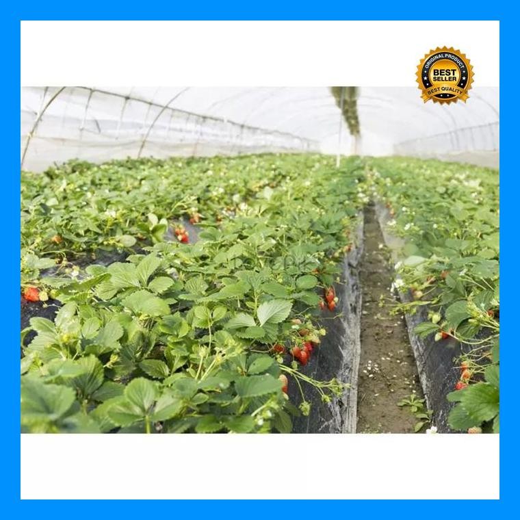 [Cod] - 10 Biji - Benih Strawberry Merah Jumbo - Bibit Stroberi Unggulan - Benih Buah Strawberi Mani
