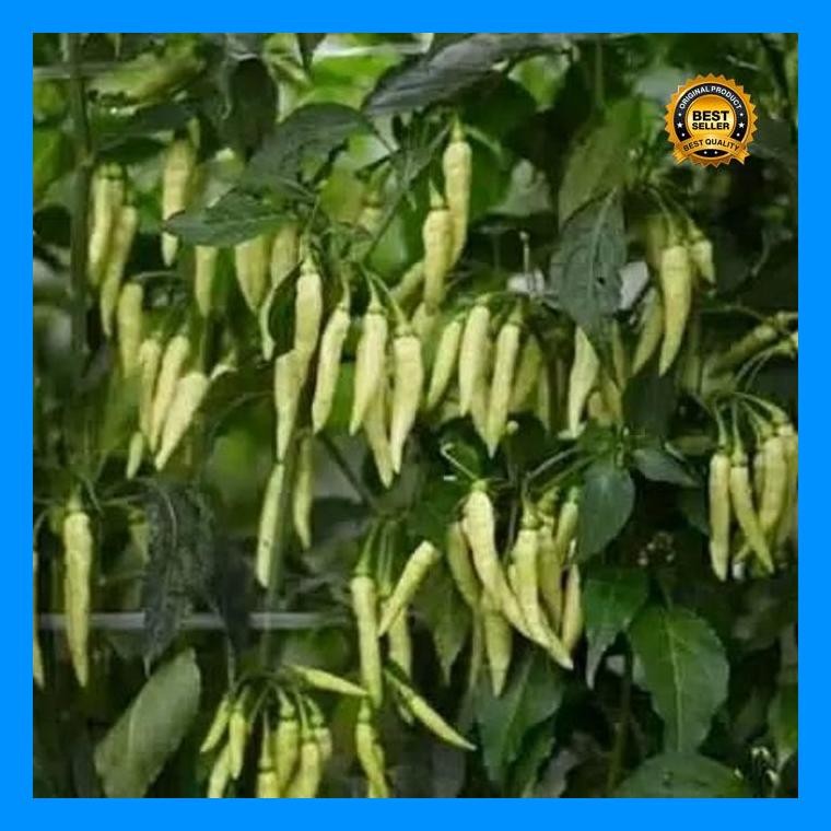 [Cod] - Cabai Rawit Berangkai 15 Biji - Benih Cabai Shypoon Cabai Gerombol