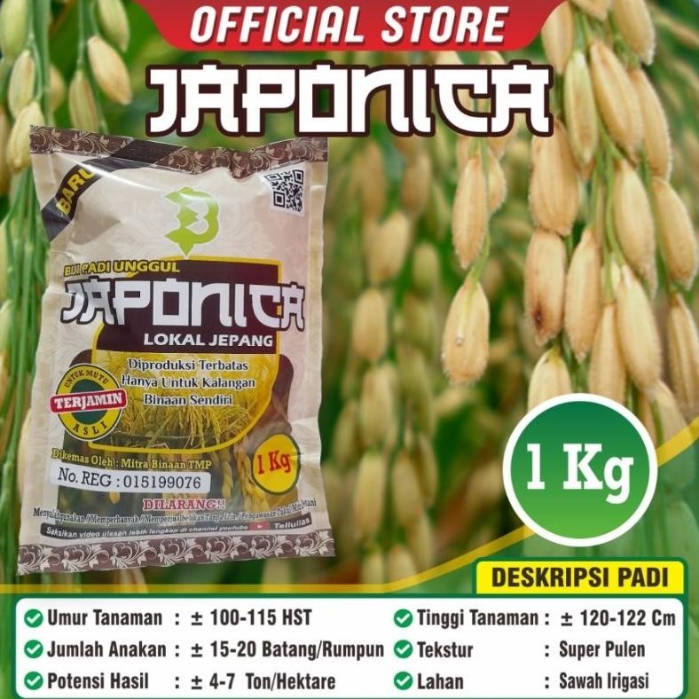 Biji Padi Beras Jepang / Japan / Japonica / Biji Padi Unggul Jepang