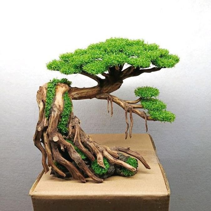 BONSAI AQUARIUM AQUASCAPE HIASAN AQUARIUM AQUASCAPE MURAH AQUARIUM SP AQUARIUM AQUASCAPE BLUM AQUARI