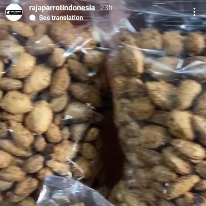 BIJI KETAPANG MAKANAN KAKATUA MACAW AFGREY AMAZON DLL / NON KUPAS murah