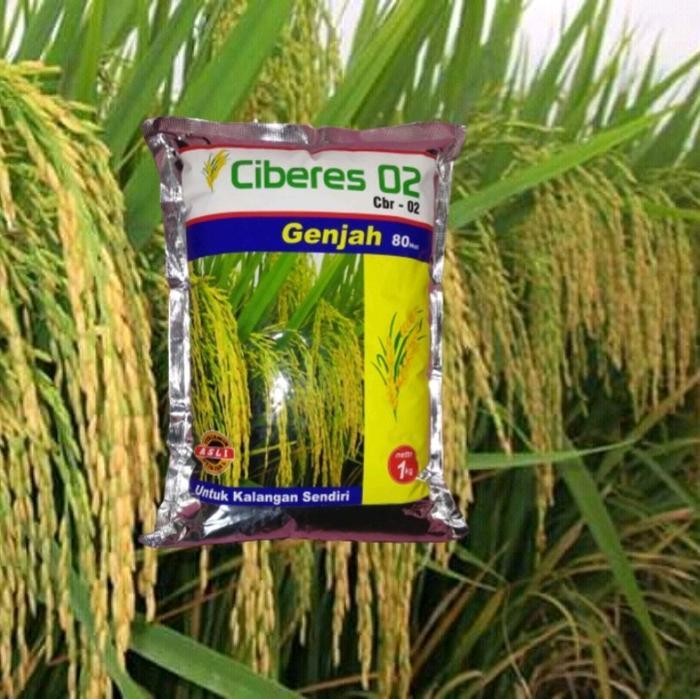 Benih Padi Ciberes 02 tahan serangan tikus