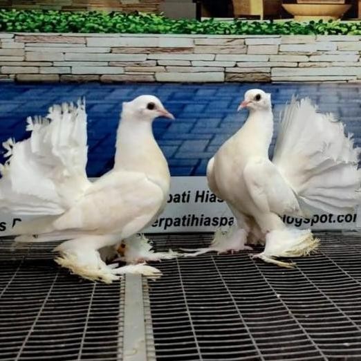burung merpati kipas sepasang pilihan murah