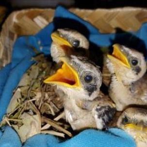 burung anakan lolohan pentet jatim murah