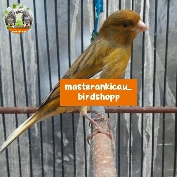 burung kenari ngeriwik jantan tulen mewah murah