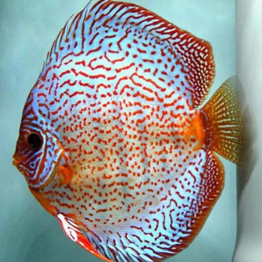 Discus Leopard //ikan hias aquarium aquascape