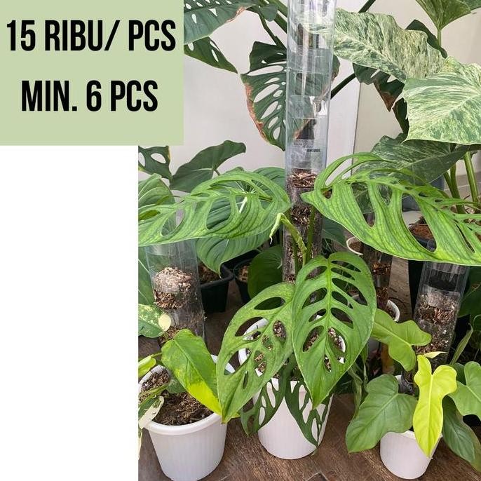 6 pcs TurusTetik GROSIR / Turus Plastik Mika Bening Mica / Moss pole TURUS ESTETIK