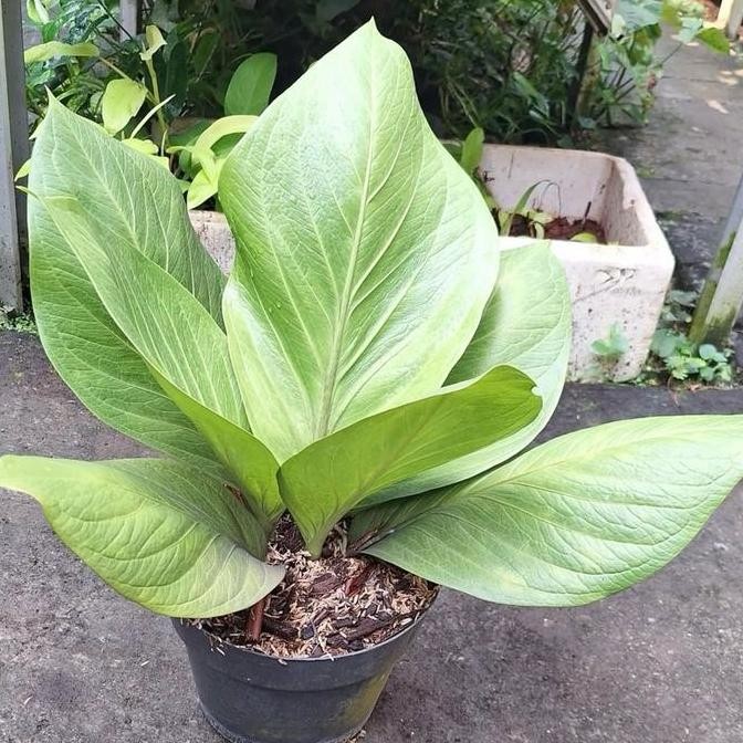 Promo Anthurium jemani cobra catalog ukuran dewasa cobra catalog dewasa COD