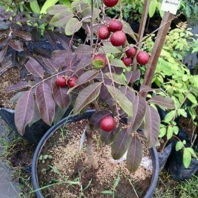 Promo bibit kelengkeng merah Bangkok hasil okulasi murah COD