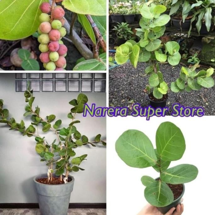 Promo Anggur Laut Ketapang Laut Coccoloba Uvifera Cocoloba Bibit Murah COD