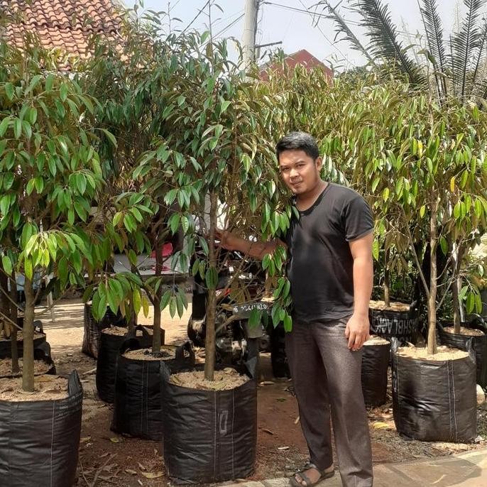 Promo pohon durian bawor batang besar COD